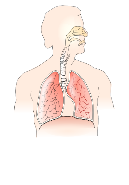 Structure Of Lungs And Esopha