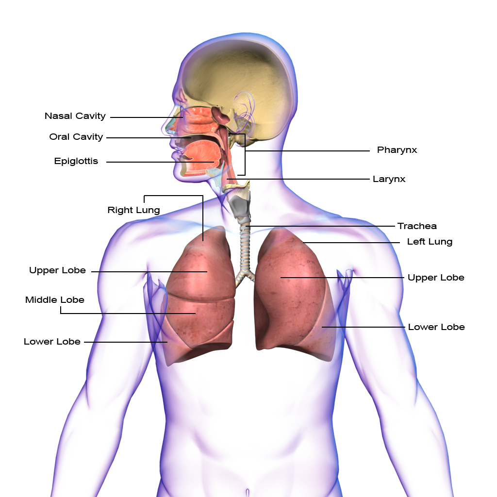 Respiratory System PNG HD - 120853