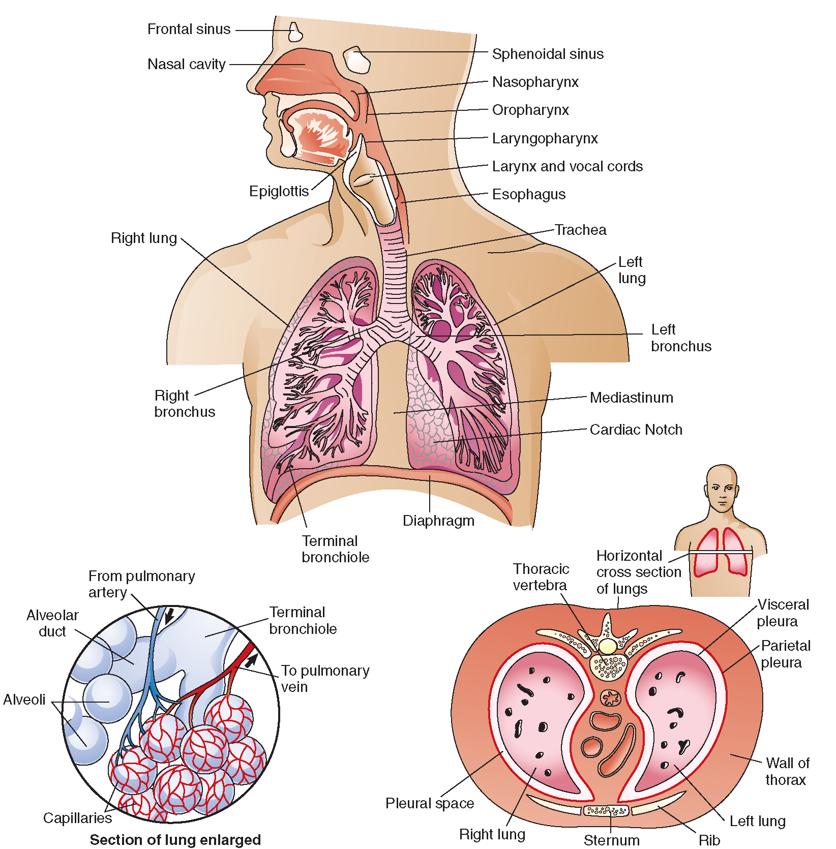 Respiratory System PNG HD - 120855