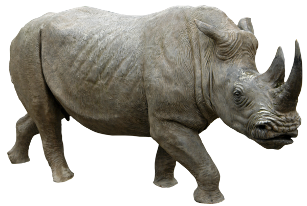 African rhino on a transparen