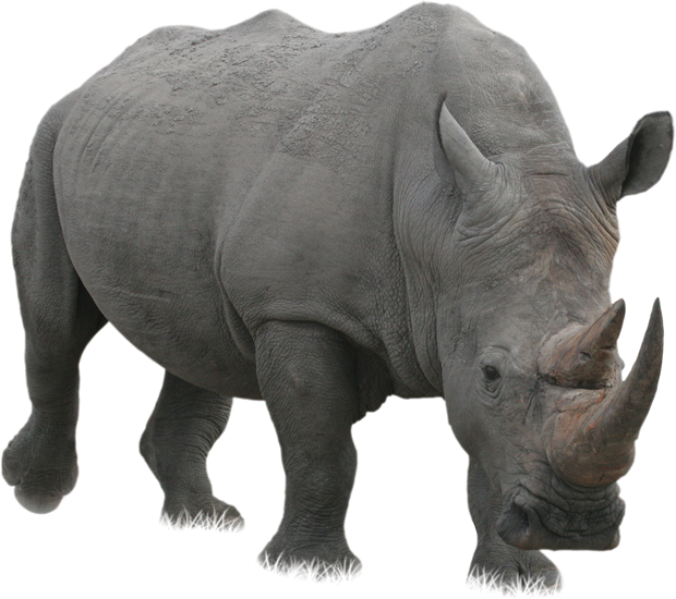 Sides of a rhino Free PNG