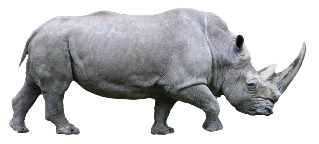 Rhino PNG Black And White - 60894