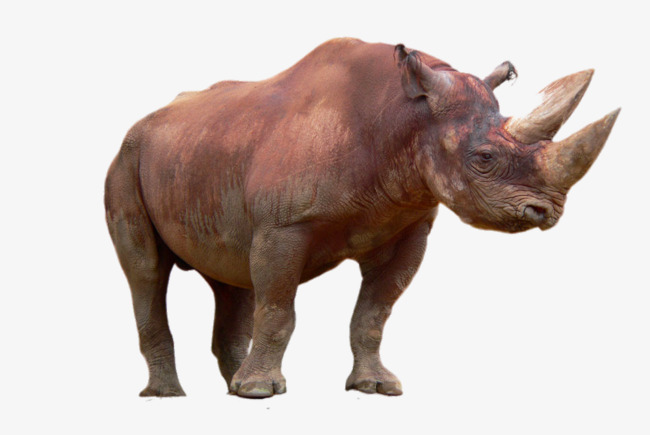 Rhino PNG HD - 121050