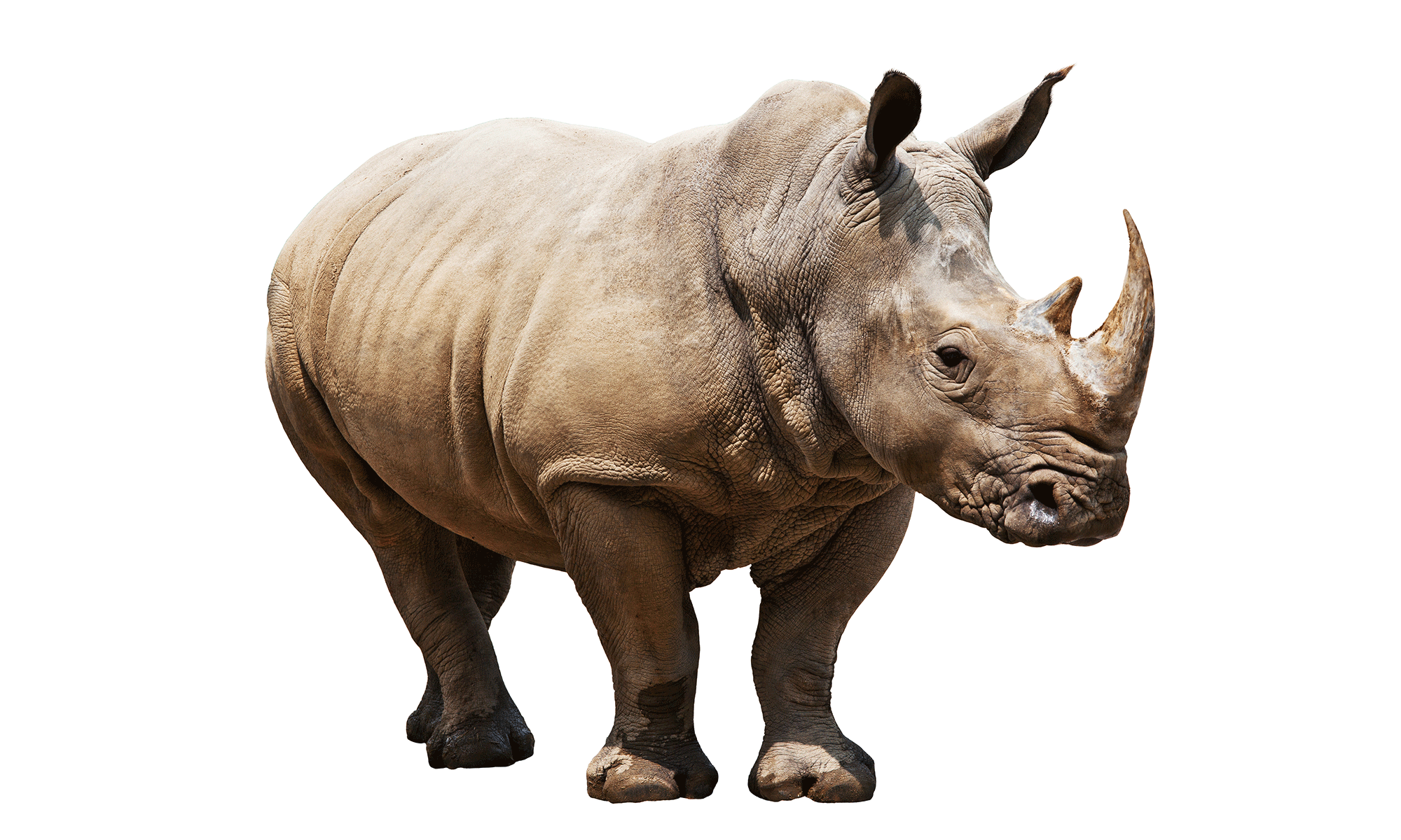 Rhino PNG HD - 121046