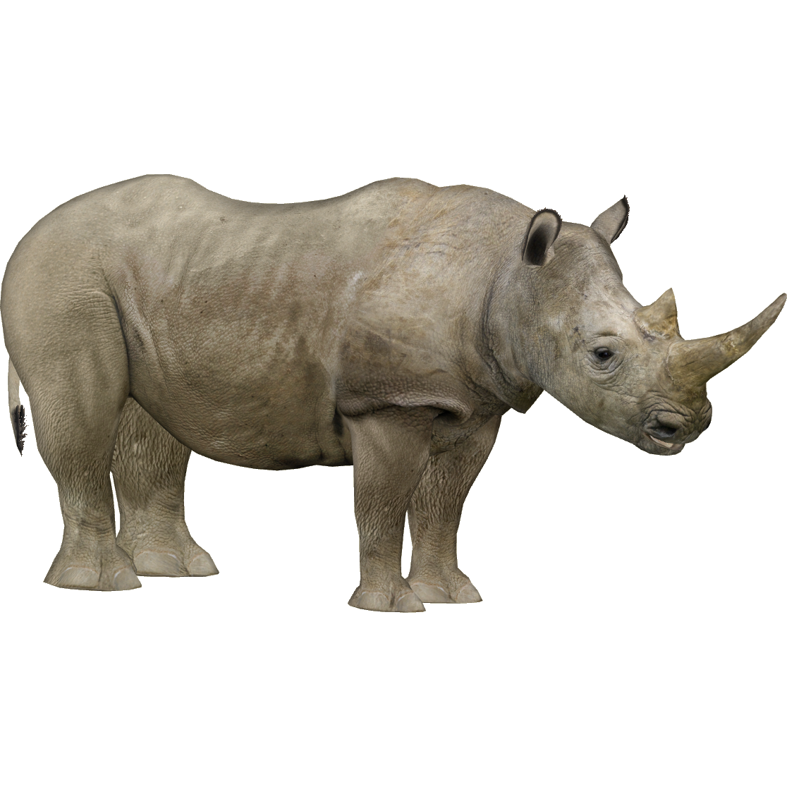 Rhino PNG HD - 121048