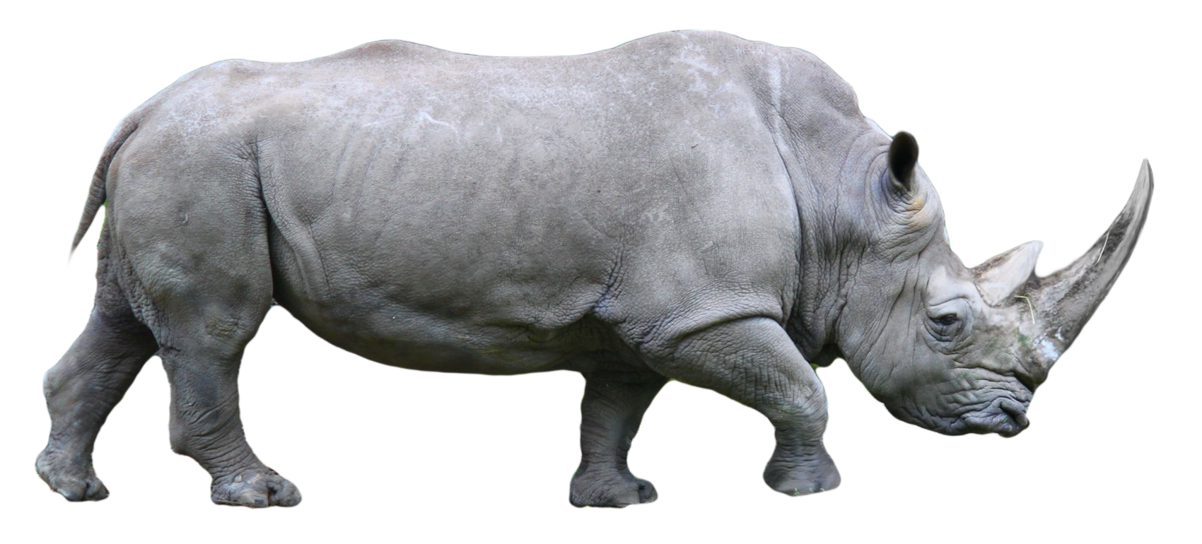 Rhino PNG HD - 121043