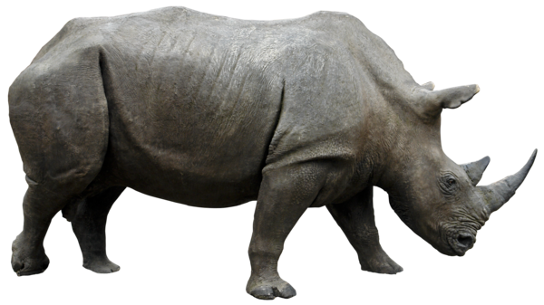 Rhinos on the steppes of Afri