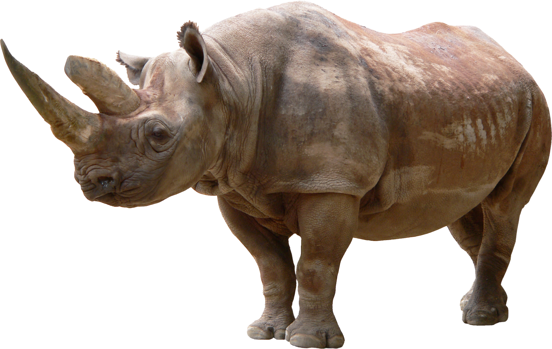 Rhino PNG HD - 121044