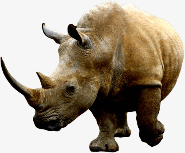 Rhino PNG - Rhino HD PNG