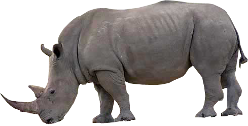 Rhinoceros PNG - 14691