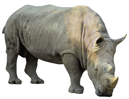 Rhinoceros PNG - 14682