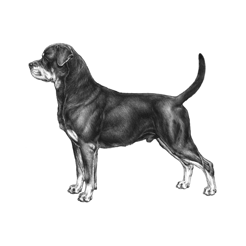 Collection of Rottweiler PNG Black And White. | PlusPNG