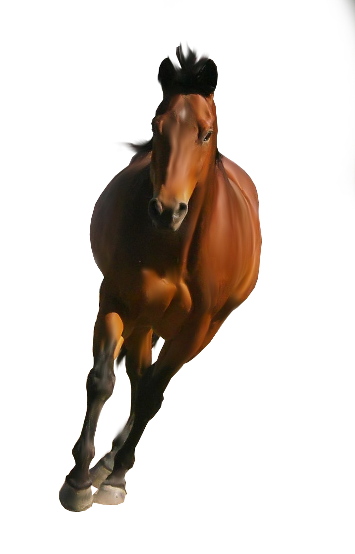 Horse png image - Horse HD PN