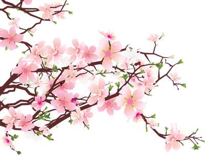Sakura Flower PNG HD - 121357