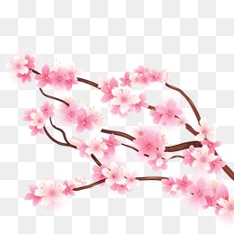 Pink cherry blossom branches,