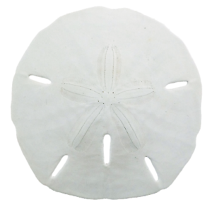 Sand Dollar PNG Black And White - 163136