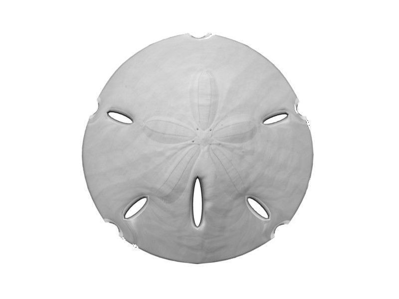 Sand Dollar PNG Black And White - 163134