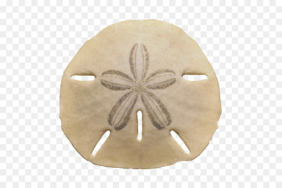 Free clipart sand dollar outl