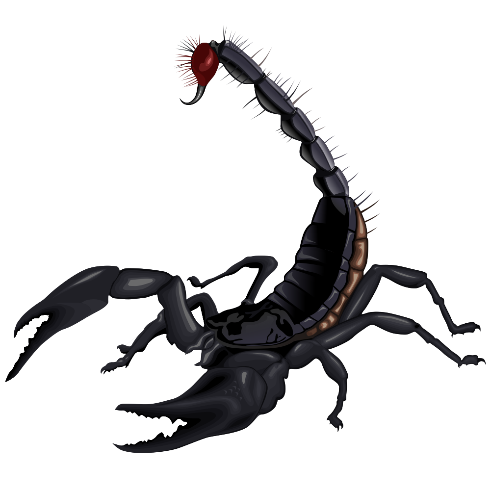 Scorpion HD PNG - 92784