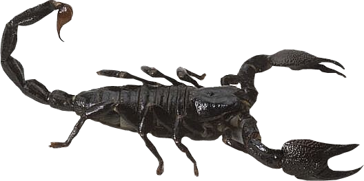 Scorpion HD PNG - 92777