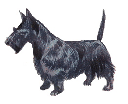 Why choose a Scottie Dog to b
