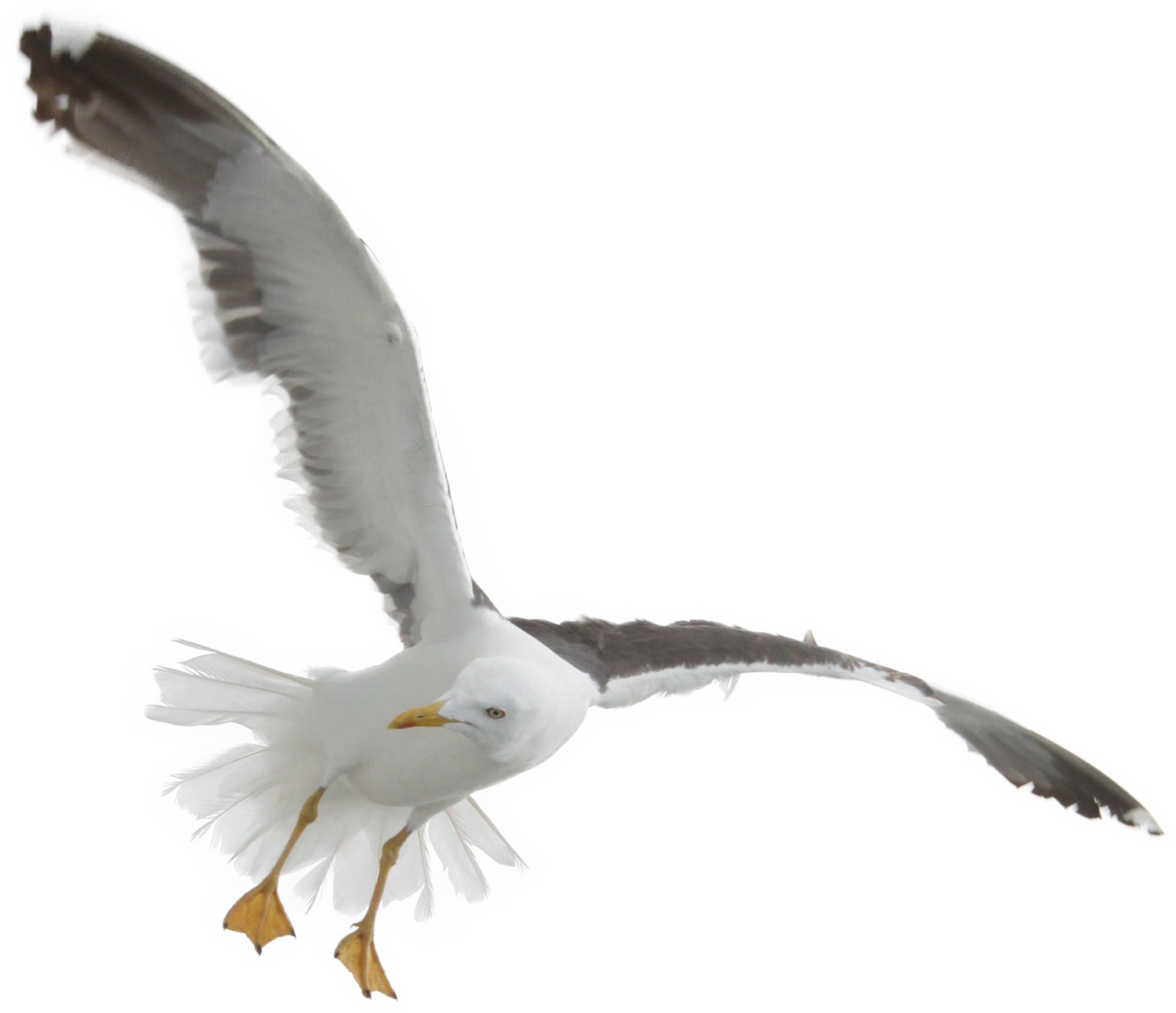seagull, Flying Seagull, Bird
