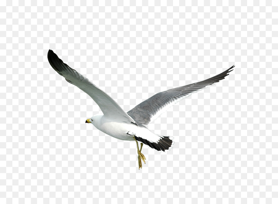 Sea Bird PNG - 170136