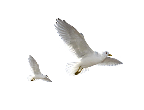 seagull, Flying Seagull, Bird