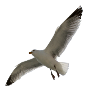 Flying Sea Gull Clip Art