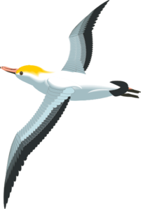 Sea Bird PNG - 170131