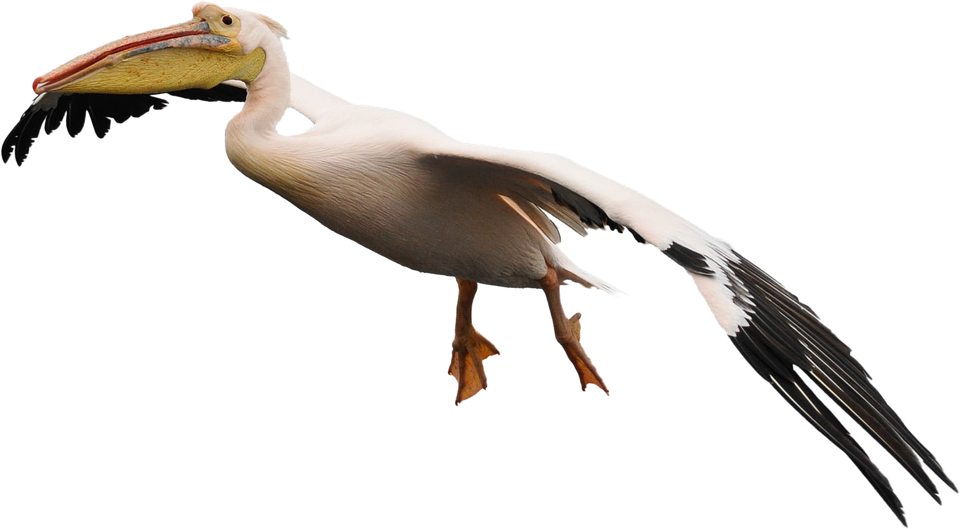 Flying Sea Gull Transparent I