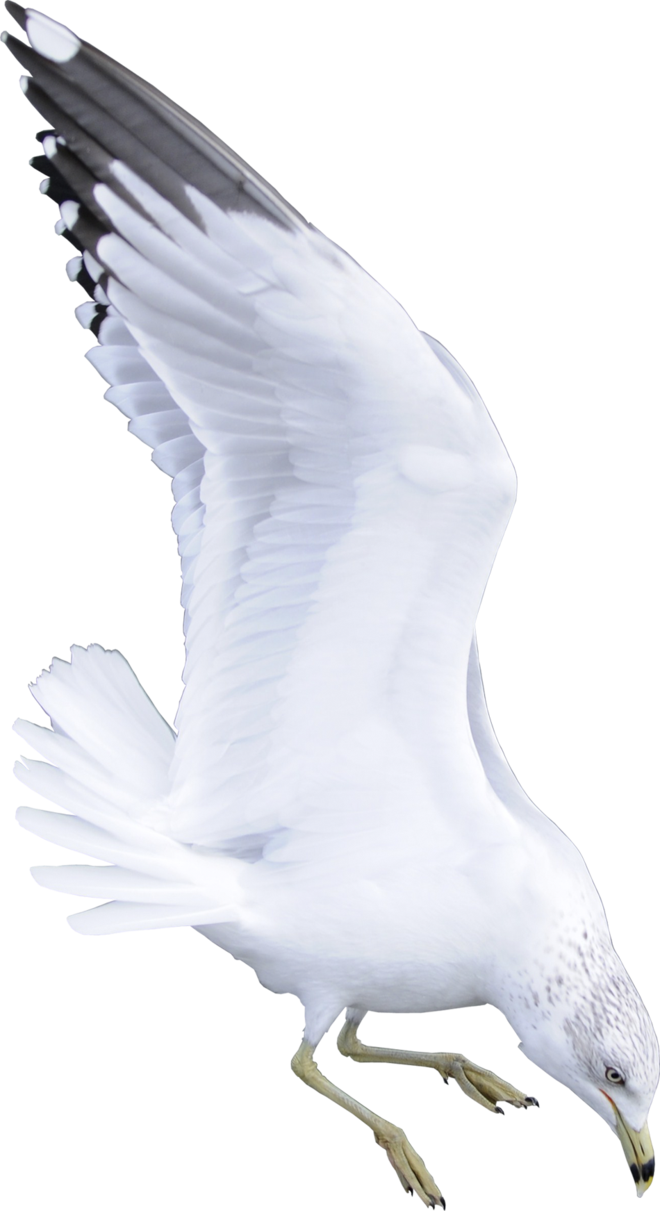 Sea Bird PNG - 170122