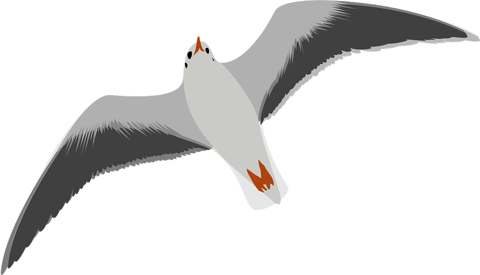 Sea Bird PNG - 170134