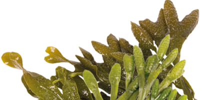 Seaweed! Naturally Healthy u0