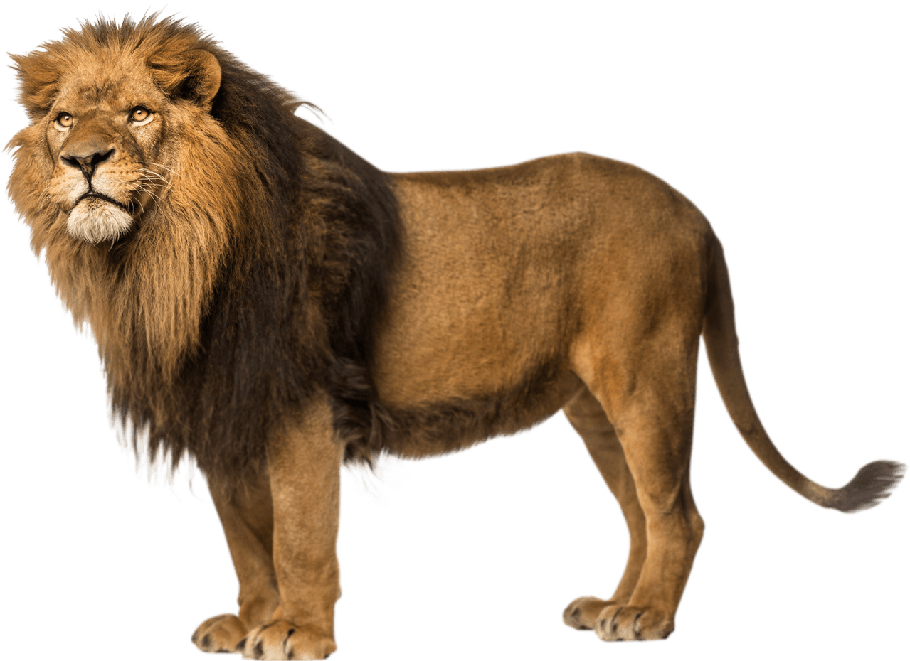 Download PNG image - Lion Fre