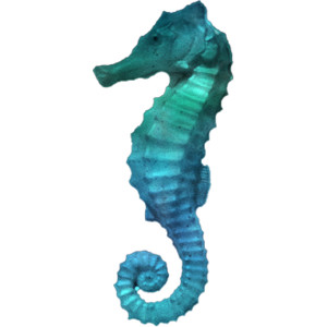 Seahorse PNG - 19986