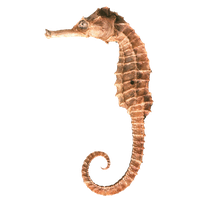 Seahorse PNG - 19984