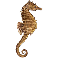Seahorse PNG - 19978