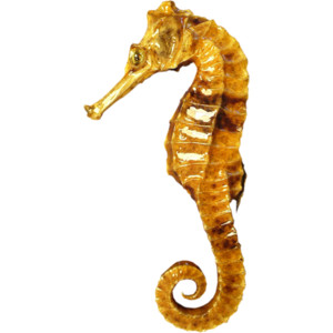 Seahorse PNG - 19985