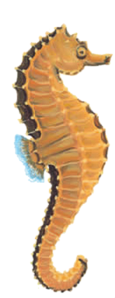 Seahorse PNG - 19981