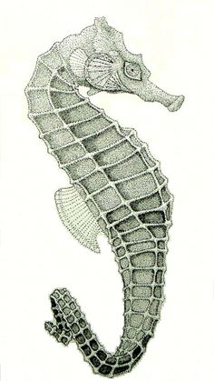 Seahorse PNG - 19987
