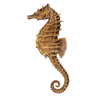 Seahorse PNG - 19979