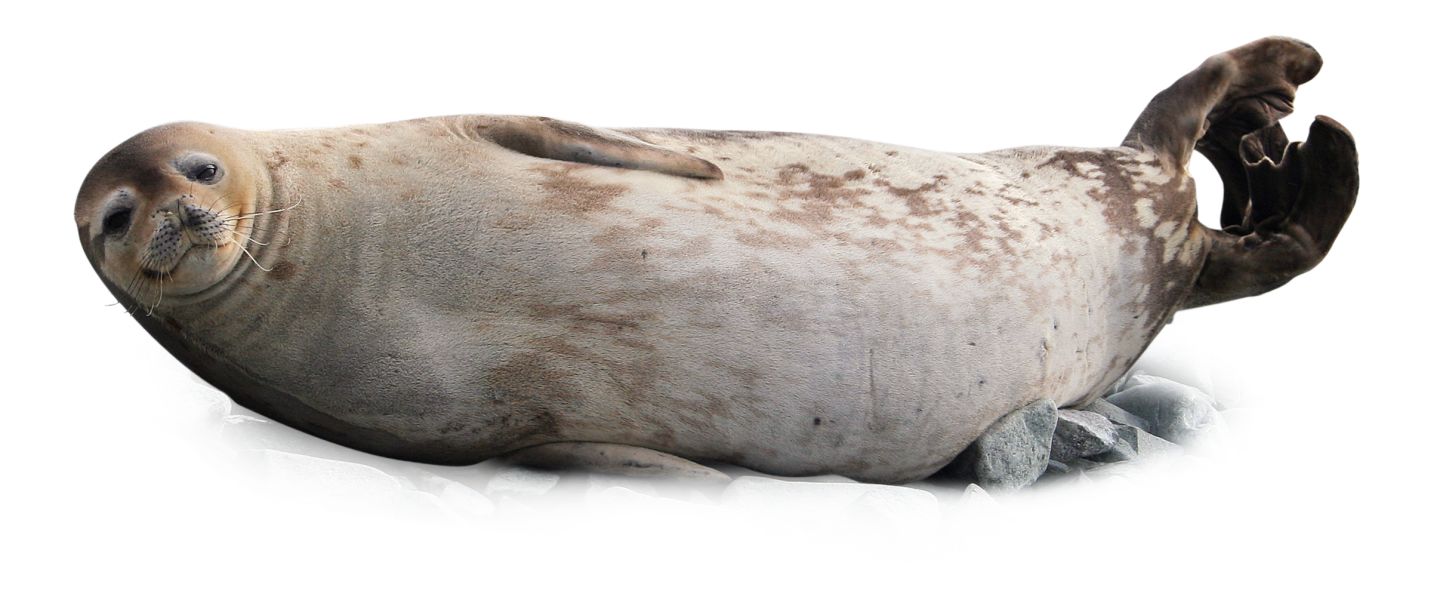 Seal Animal PNG - 167861