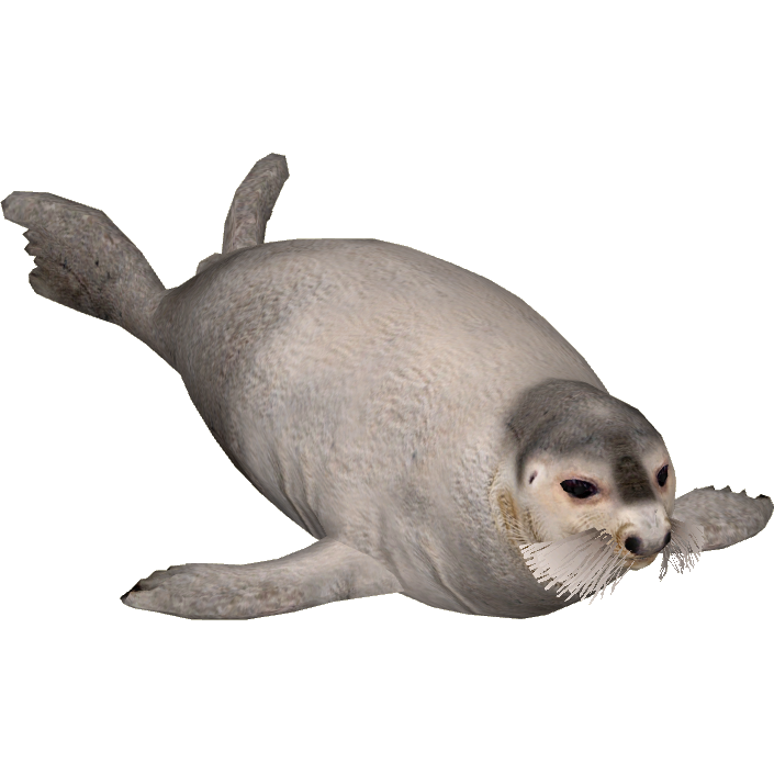 Seal Animal PNG - 167857