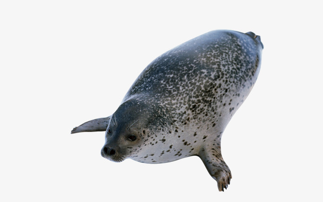 Seal Animal PNG - 167868