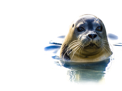 Seal Animal PNG - 167870