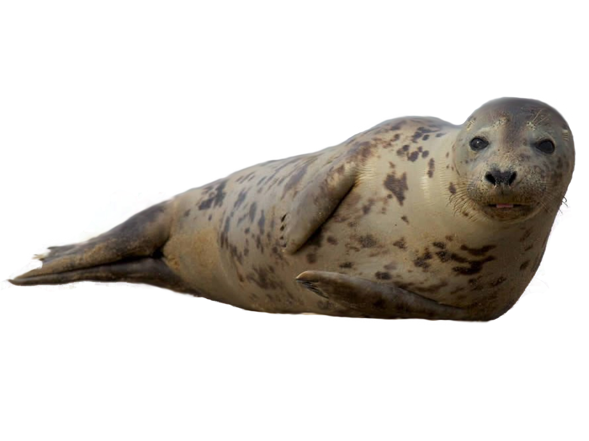 Cute Seal Png Transparent Images Free Download Vector Files Pngtree