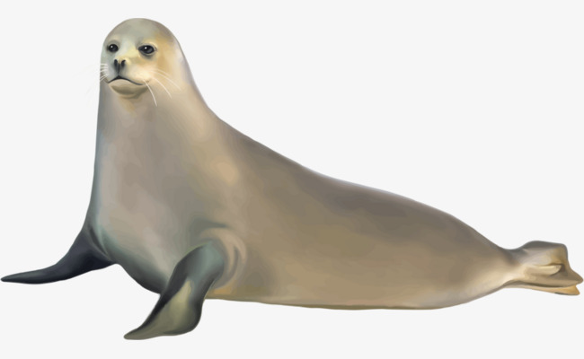 Seal Animal PNG - 167864