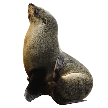 Seal Animal PNG - 167860