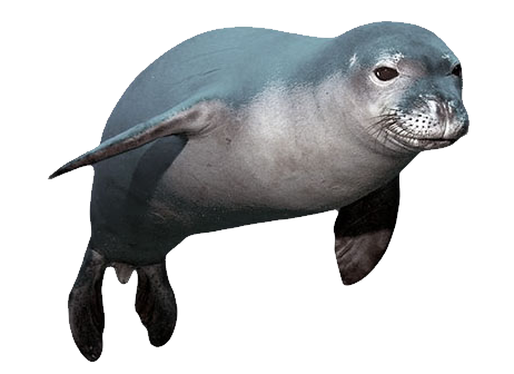 gentle seals, Seal, Fish, Ani
